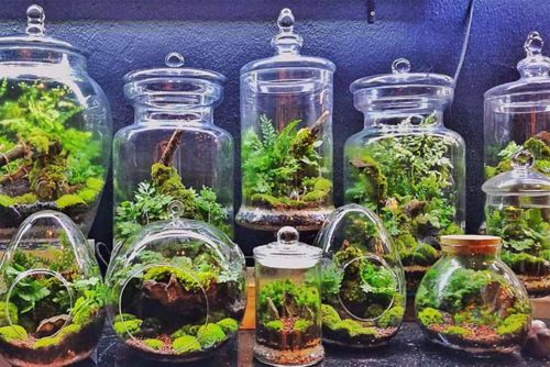 Terrariums